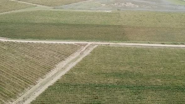 Vineyards on Farm. South African Wine. Grapevines and Vineyards Overhead Aerial View From Above Whil