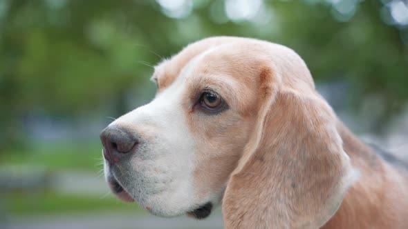 Dog Beagle