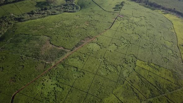 Huge Tea Estate in Fort Portal, Uganda. Aerial of agricultural field reveal spectacular African land