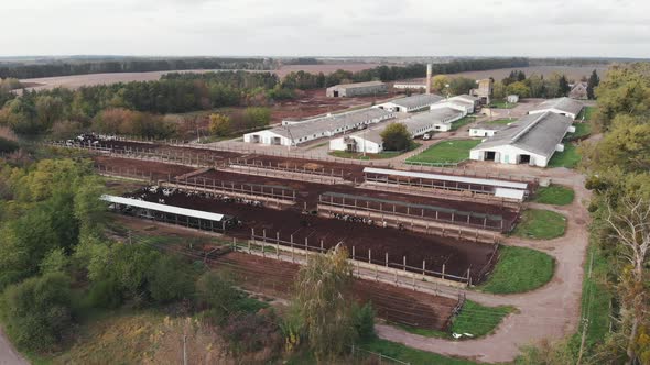 Large cowshed barn with lots of cows. Stable with cows, cowshed and territory with fence