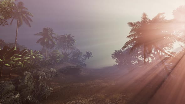 Sunset Beams Through Palm Trees