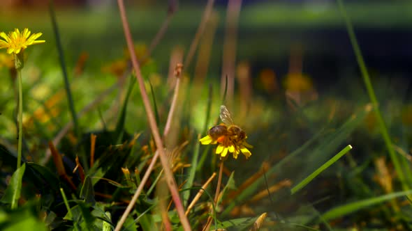 Bee Gathering Pollen on Yellow Dandelions