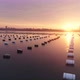 Oyster Farm in Sunset - VideoHive Item for Sale