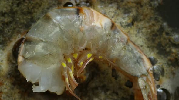 Frying Shrimp