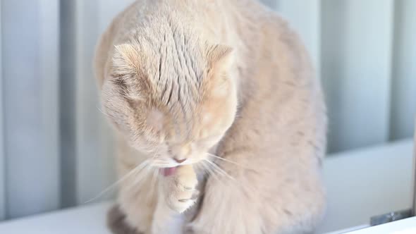 Cute Scottish Fold Female Cat Cleaning Herself By Licking Her Fur at Home