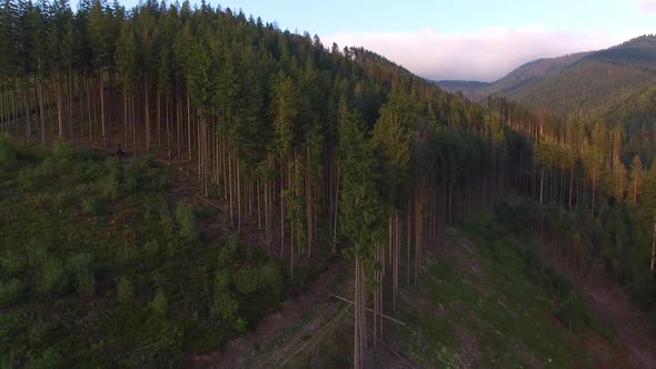 Deforestation. Aerial drone view of forest destroyed in Ukraine.