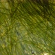 Green Algae of the Cyanobacteria Oscillatoria Under the Microscope, the Family Oscillatoriaceae - VideoHive Item for Sale