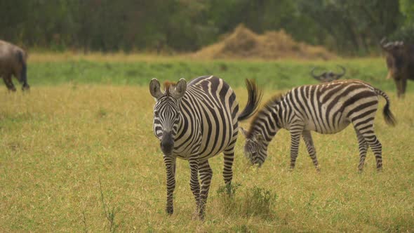 Zebras grazing near gnus