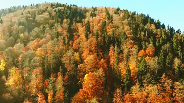 Scenic Autumn Forest Colors