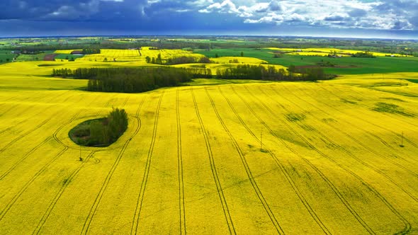 Big blooming yellow rape fields and white turbine from above, Poland