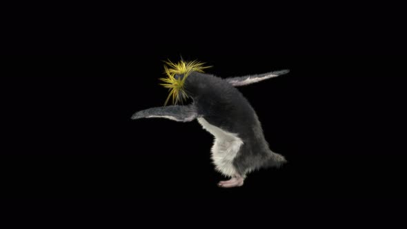 Penguin Dancing 4K