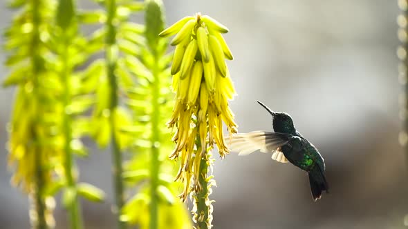 The blue-chinned sapphire hummingbird drinks nectar from the aloe vera flower - an ultra slow-motion