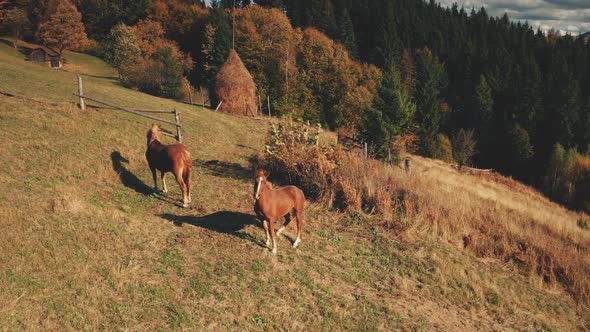 Horses Stay at Grass Mountain Pasture Aerial