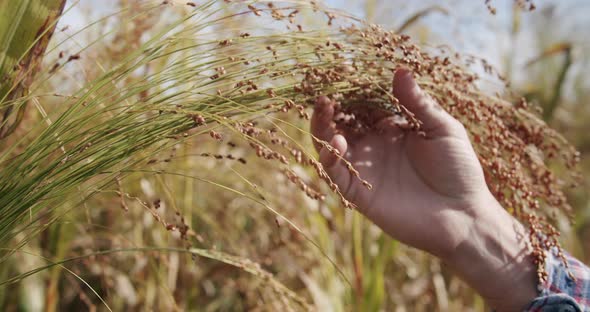 A Slow Motion Close Up Shot of Farmers Hands Grain of Sorghummodern Agriculture