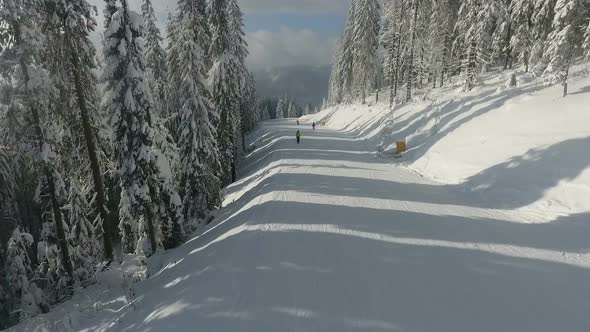 Skiers on the Highway Among White Snowy Pines