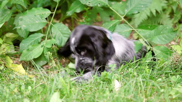 Cute Spaniel Puppy Dog Plays with Peach Pit in Grass, Fixed Soft Focus