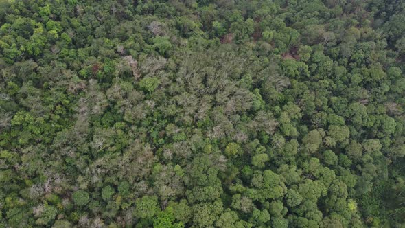 Aerial view rainforest Malaysia