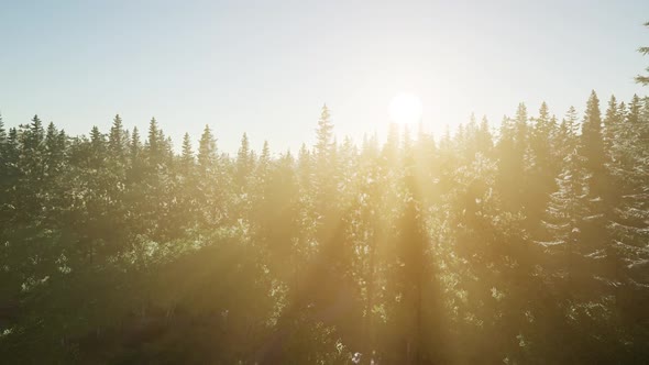 Healthy Green Trees in a Forest