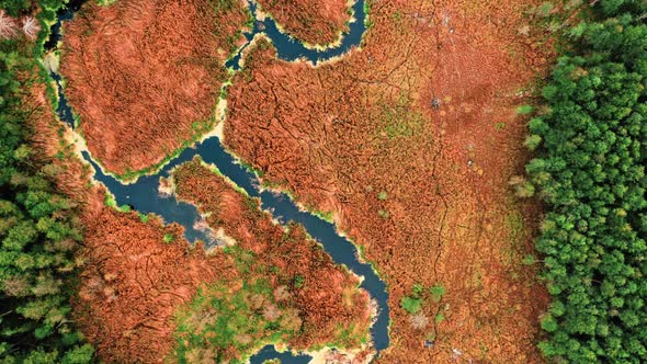 River and brown swamps in autumn. Aerial view of wildlife.