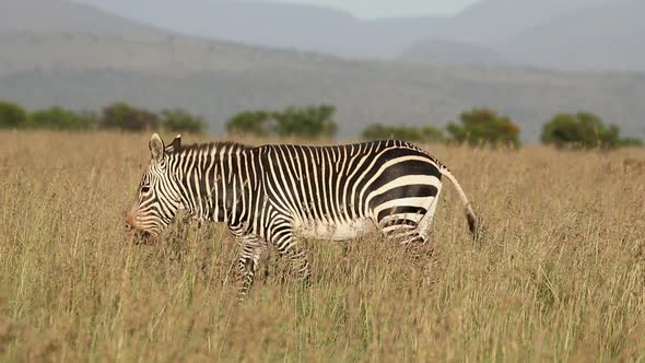 Cape Mountain Zebra Walking