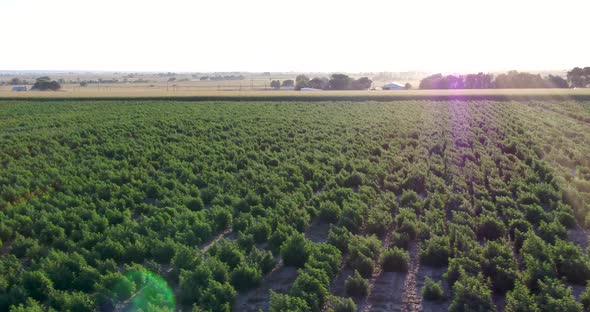 Hemp field during sunset take by drone in 4k.