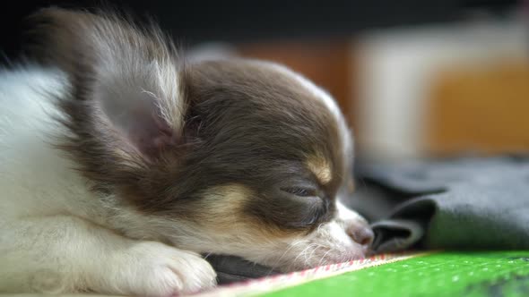 Puppy sleep