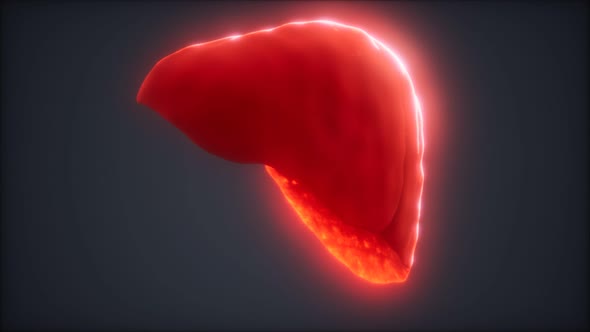 Loop 3d Rendered Medically Accurate Animation of the Human Liver