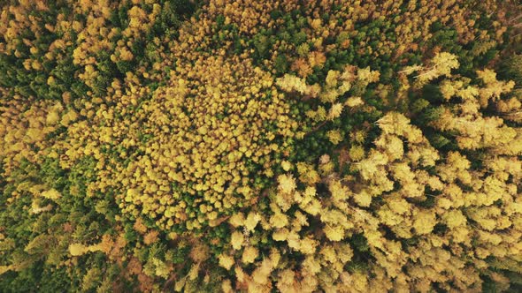 Top Down View of Autumn Forest Fall Woodland