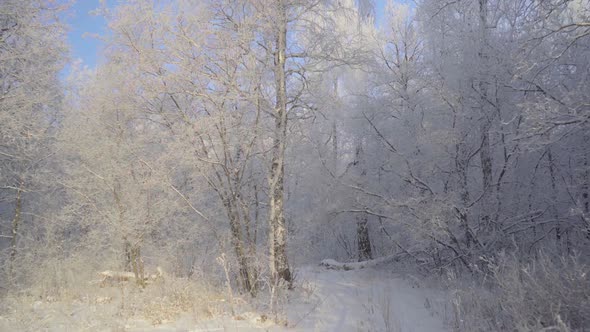 Walk Through the Winter Forest with Snowcovered Trees on a Beautiful Frosty Morning