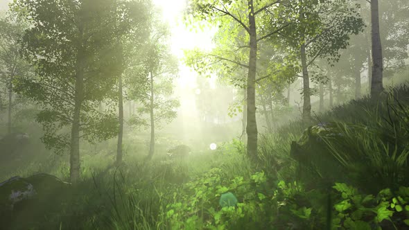 Forest in the Morning looped HD