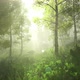 Forest in the Morning looped HD - VideoHive Item for Sale