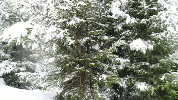 Winter Carpathian Fir Tree in the Snow.