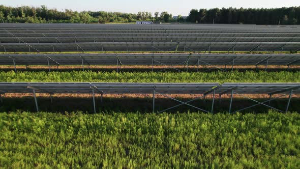 Aerial View of Solar Farm on the Green Field at Sunset Time Solar Panels in Row