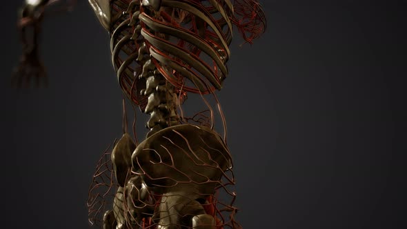 Human Body Blood Vessel Anatomy