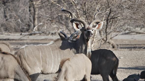 Majestic Greater Kudu bull drinking with a breeding herd at a watering hole in Botswana. Telephoto s