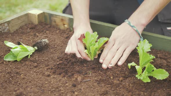 Transplanting lettuce into raised garden bed young male gardener