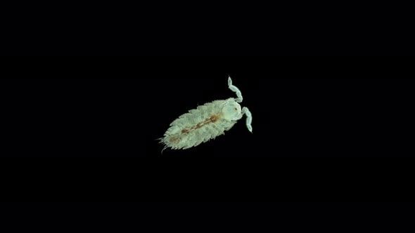 Young Isopoda Porcellio Laevis under the microscope, family Porcellionidae