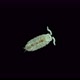 Young Isopoda Porcellio Laevis under the microscope, family Porcellionidae - VideoHive Item for Sale