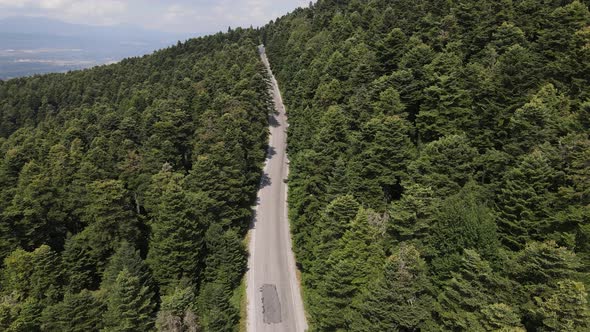 Nature Forest Road