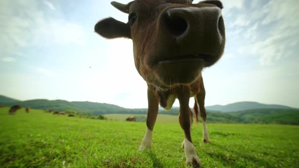 An Extreme Closeup of a Curious Dairy Cow Chewing on Grass