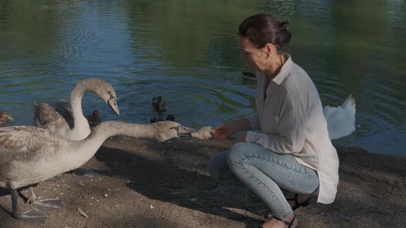 Feeding birds on pond bank. 