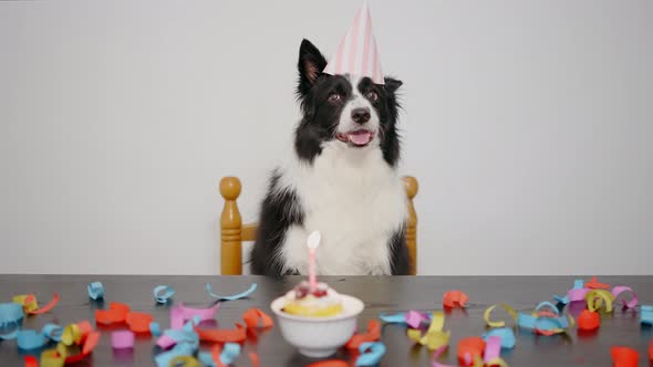 Birthday dog