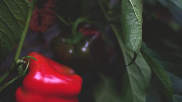 Ripe Red Bell Pepper Growing in the Garden