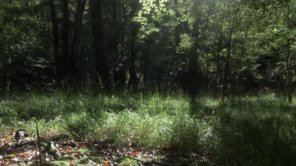 Adult Male Walking In Nature Through Grass In Woodland Forest. Low Angle, Static Shot