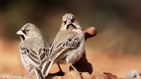 Scaly-Feathered Weavers Drinking From A Leaking Tap