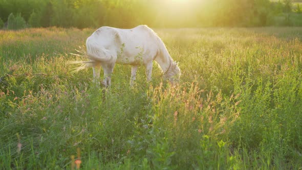 White Horse in a Summer Meadow