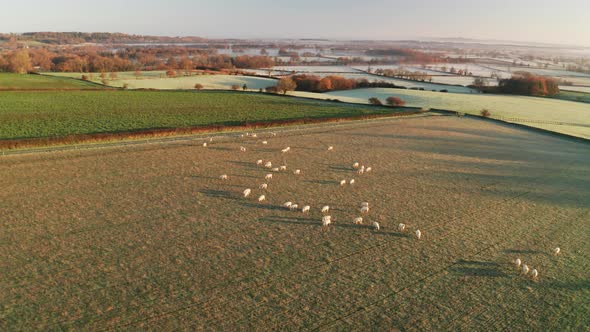 Aerial drone video of Sheep in fields on a farm in rural countryside farmland scenery, with green fi