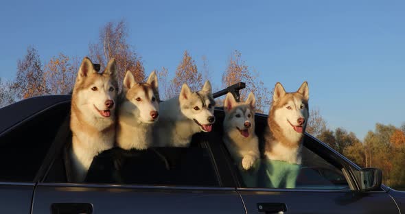 Group of husky dogs looking out of the car windows