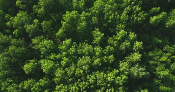 Flight over green forest in summer. Birch Grove. Aerial view