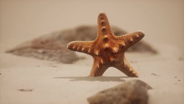 Red Starfish on Ocean Beach with Golden Sand